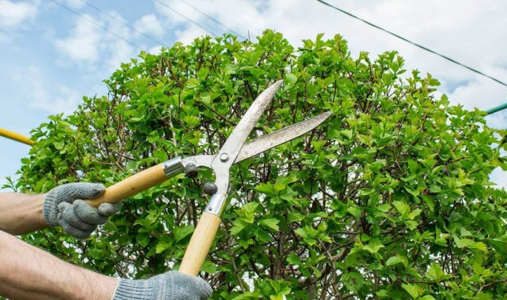 tree trimming in Austin