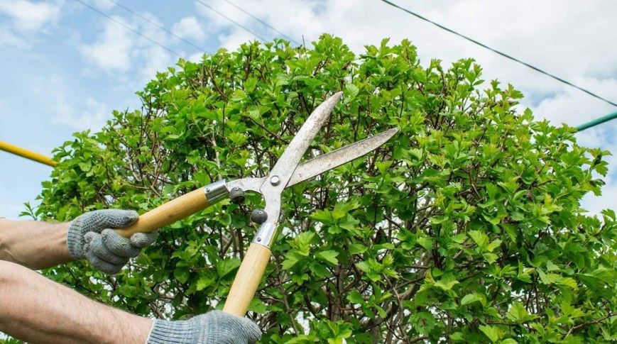 How Proper Tree Trimming in Austin, TX Protects Your Property